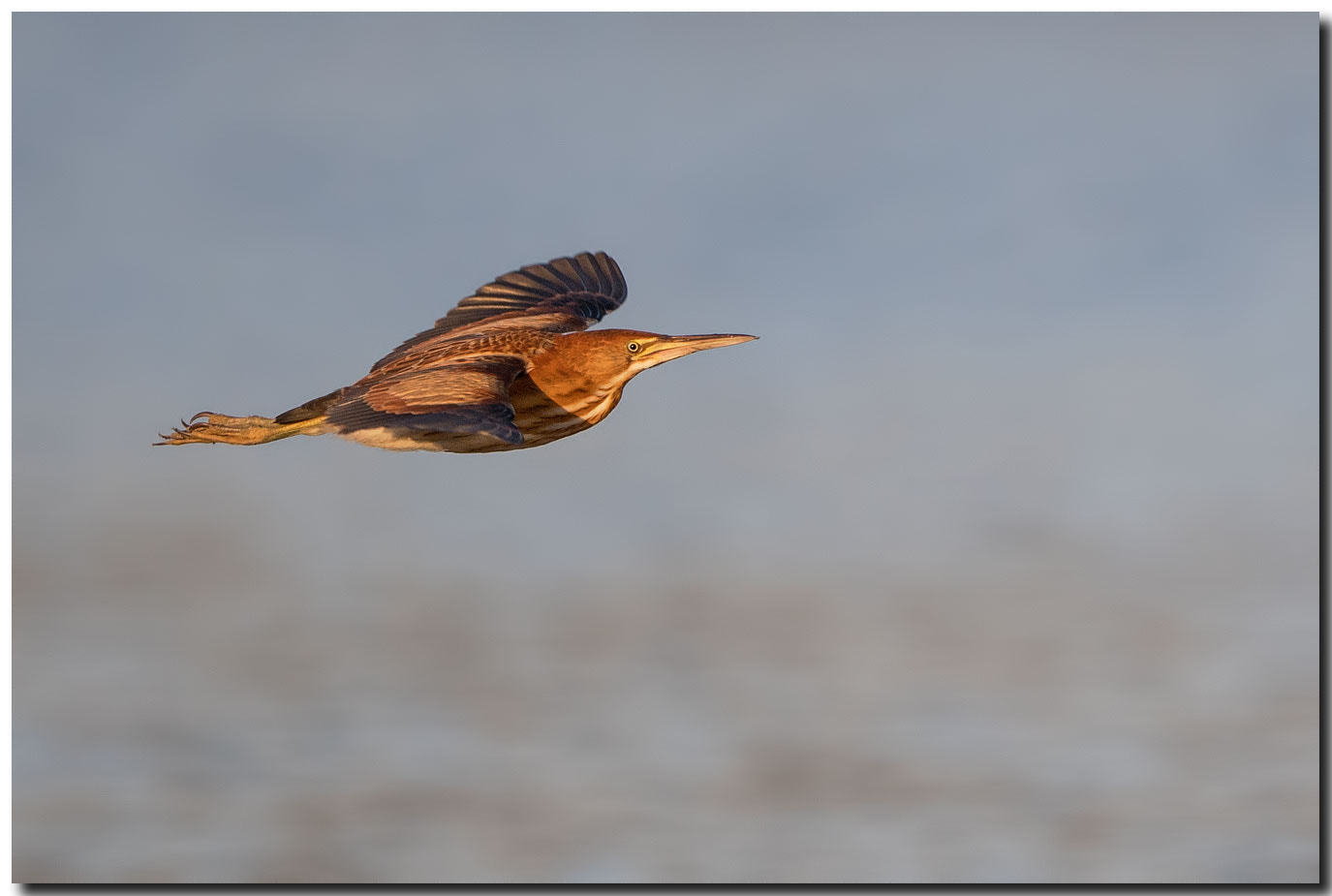 Nikon AF-S Nikkor 600mm F4E FL ED VR sample photo. Dsc photography