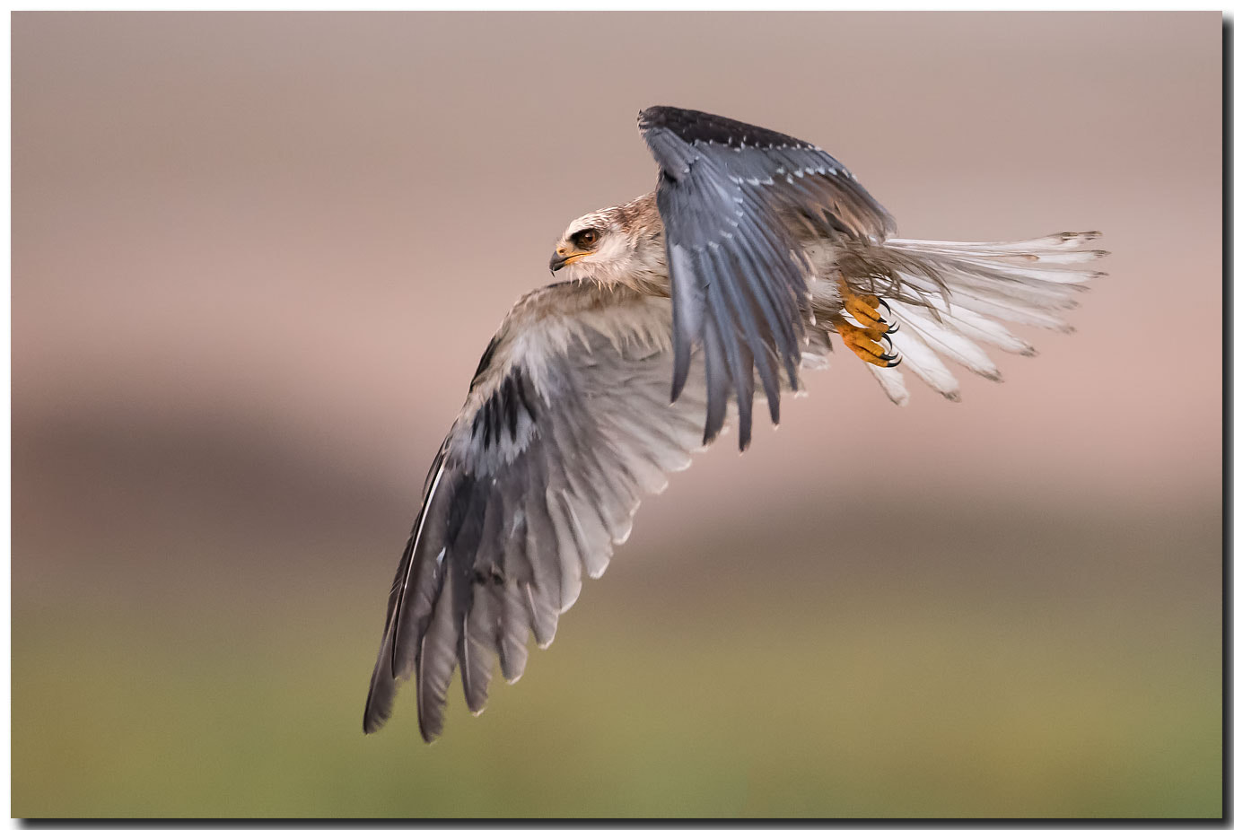 Nikon AF-S Nikkor 600mm F4E FL ED VR sample photo. Dsc photography