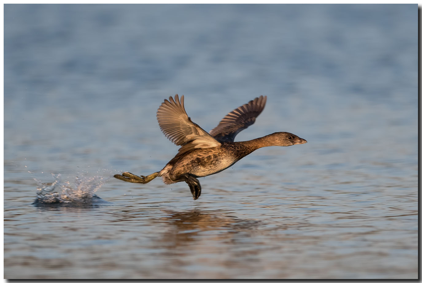 Nikon AF-S Nikkor 600mm F4E FL ED VR sample photo. Dsc photography