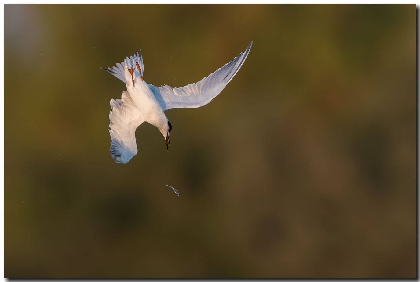 Nikon AF-S Nikkor 600mm F4E FL ED VR sample photo. Dsc photography