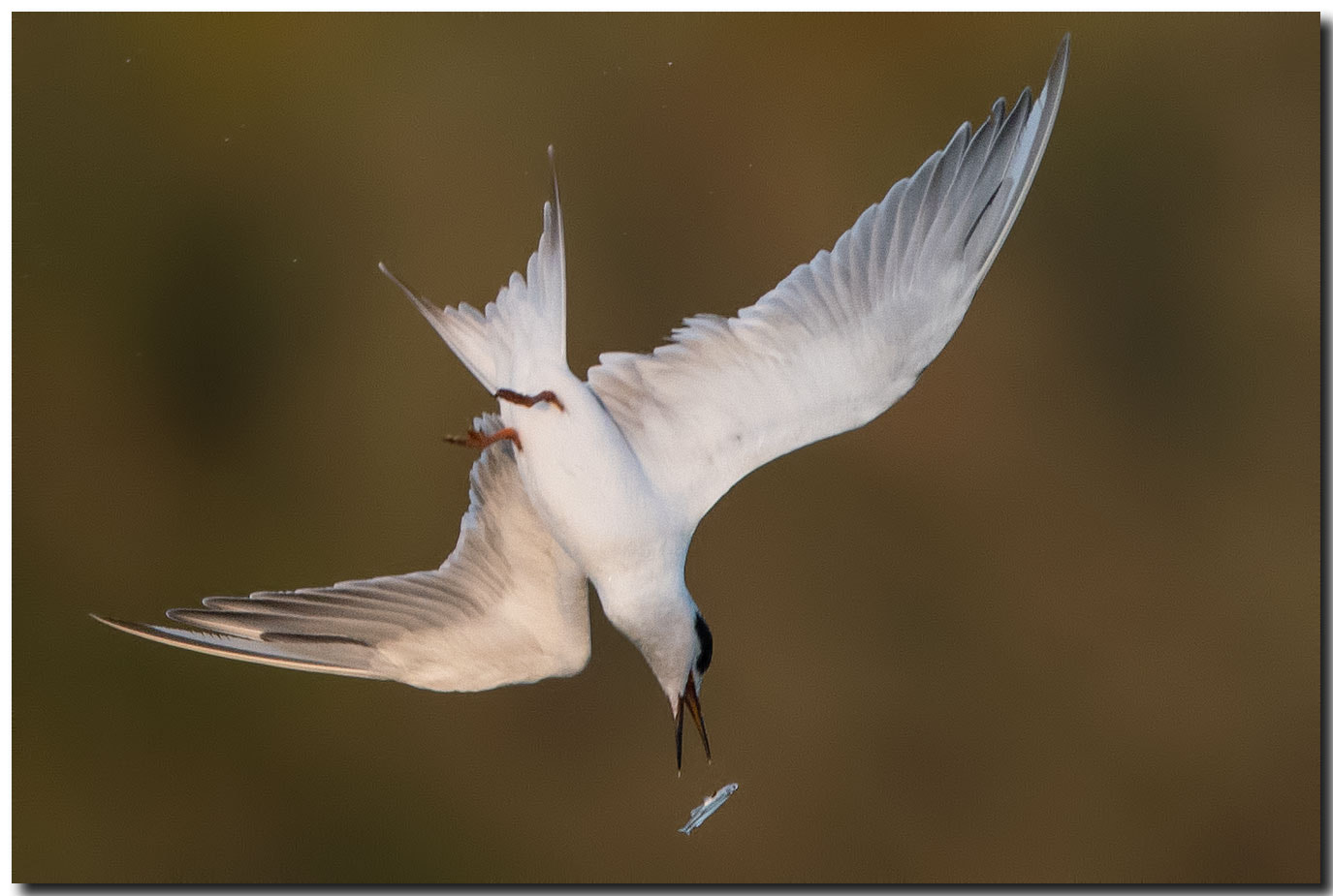 Nikon AF-S Nikkor 600mm F4E FL ED VR sample photo. Dsc photography