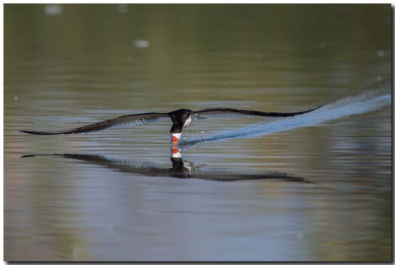 Nikon AF-S Nikkor 600mm F4E FL ED VR sample photo. Dsc photography