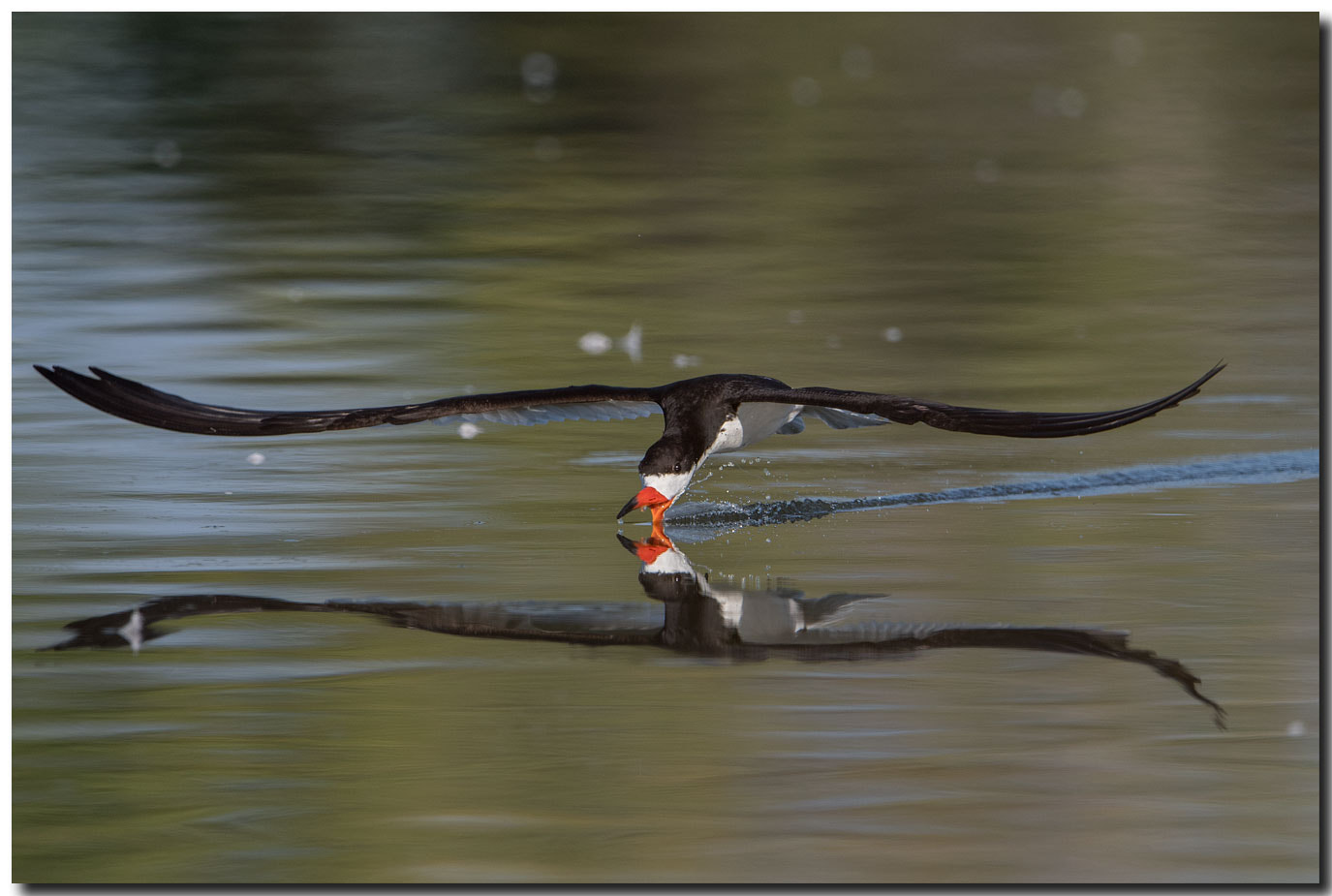 Nikon AF-S Nikkor 600mm F4E FL ED VR sample photo. Dsc photography