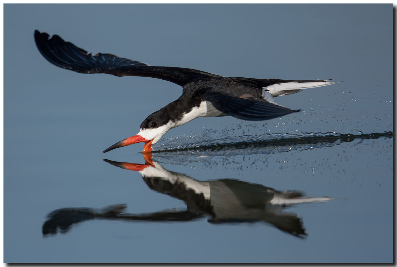 Nikon AF-S Nikkor 600mm F4E FL ED VR sample photo. Dsc photography