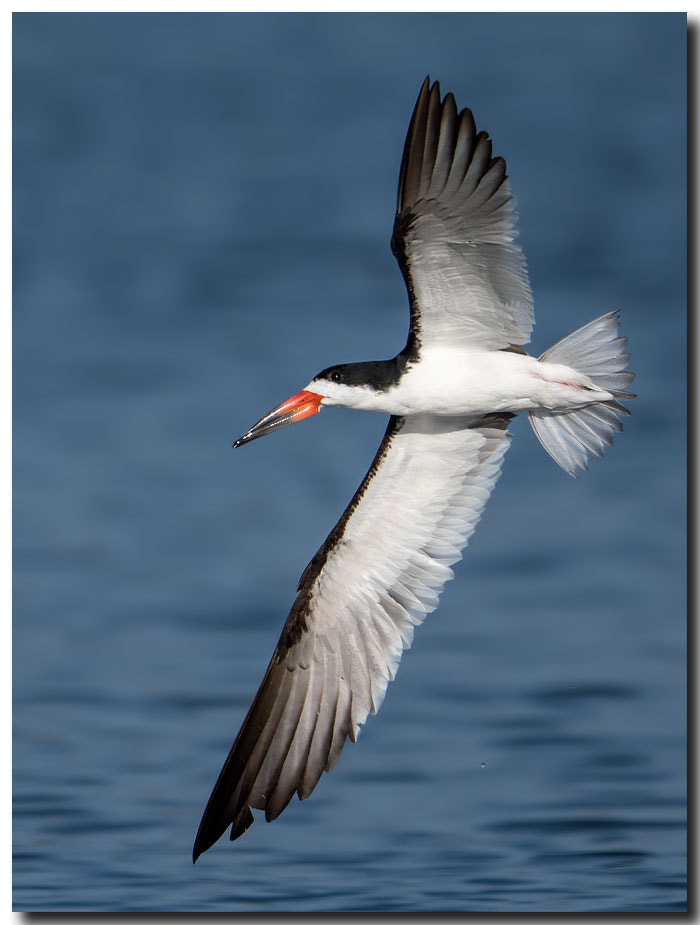 Nikon AF-S Nikkor 600mm F4E FL ED VR sample photo. Dsc photography