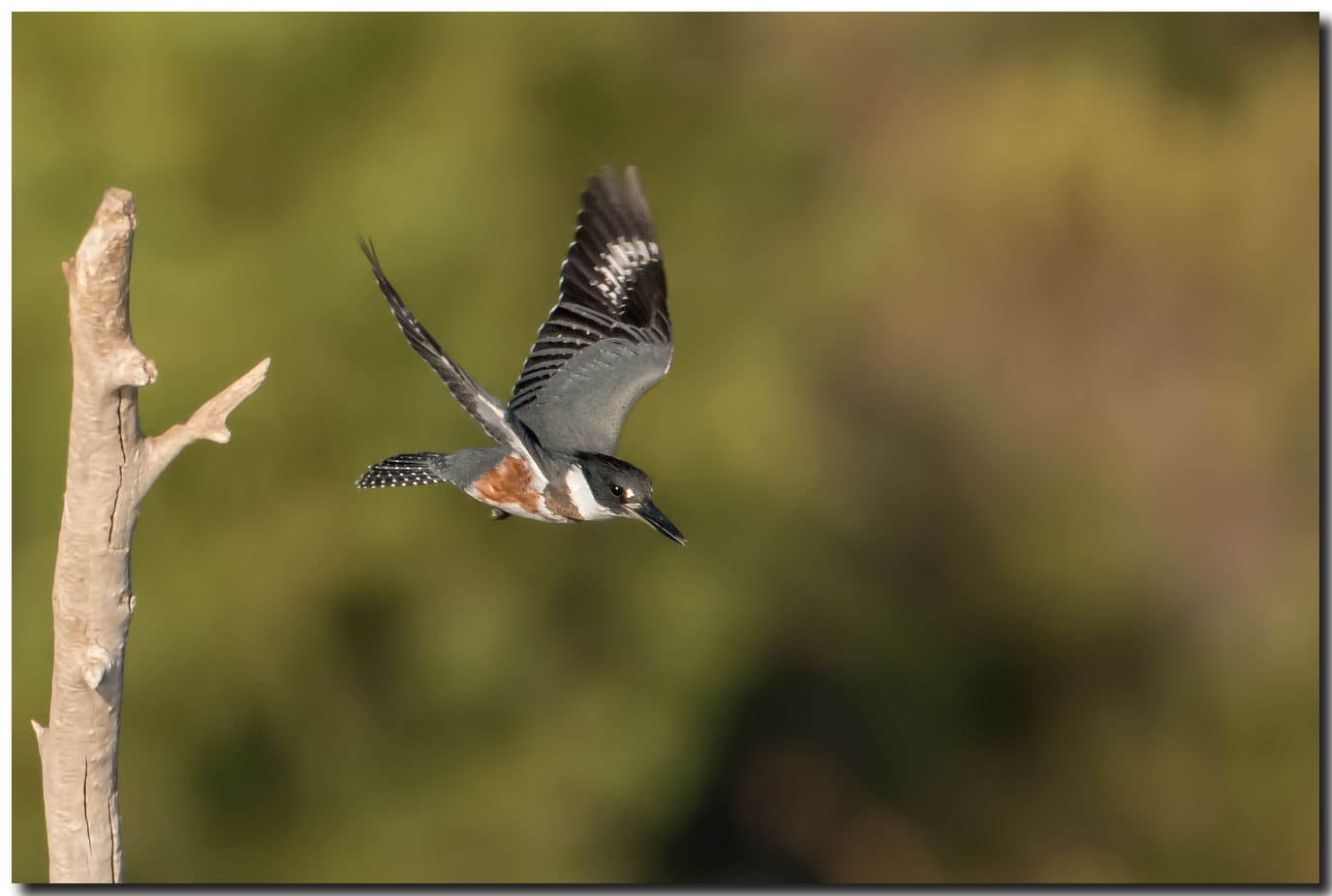 Nikon AF-S Nikkor 600mm F4E FL ED VR sample photo. Dsc photography
