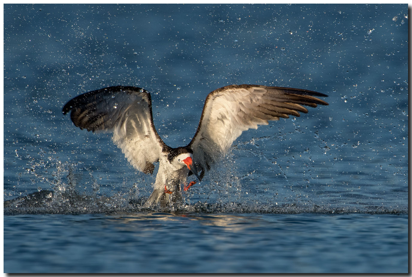 Nikon AF-S Nikkor 600mm F4E FL ED VR sample photo. Dsc photography