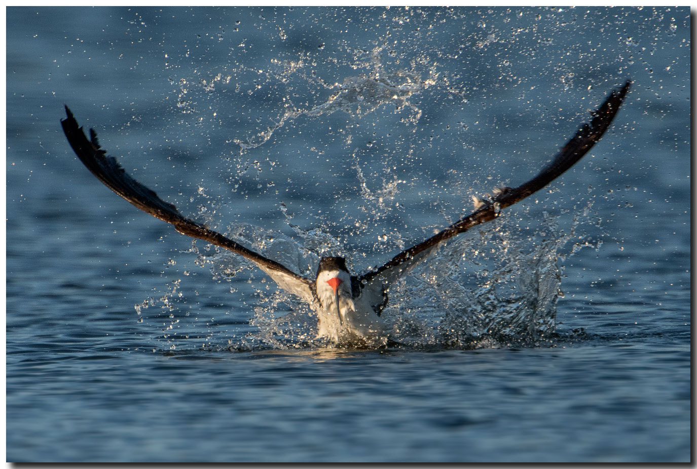 Nikon AF-S Nikkor 600mm F4E FL ED VR sample photo. Dsc photography