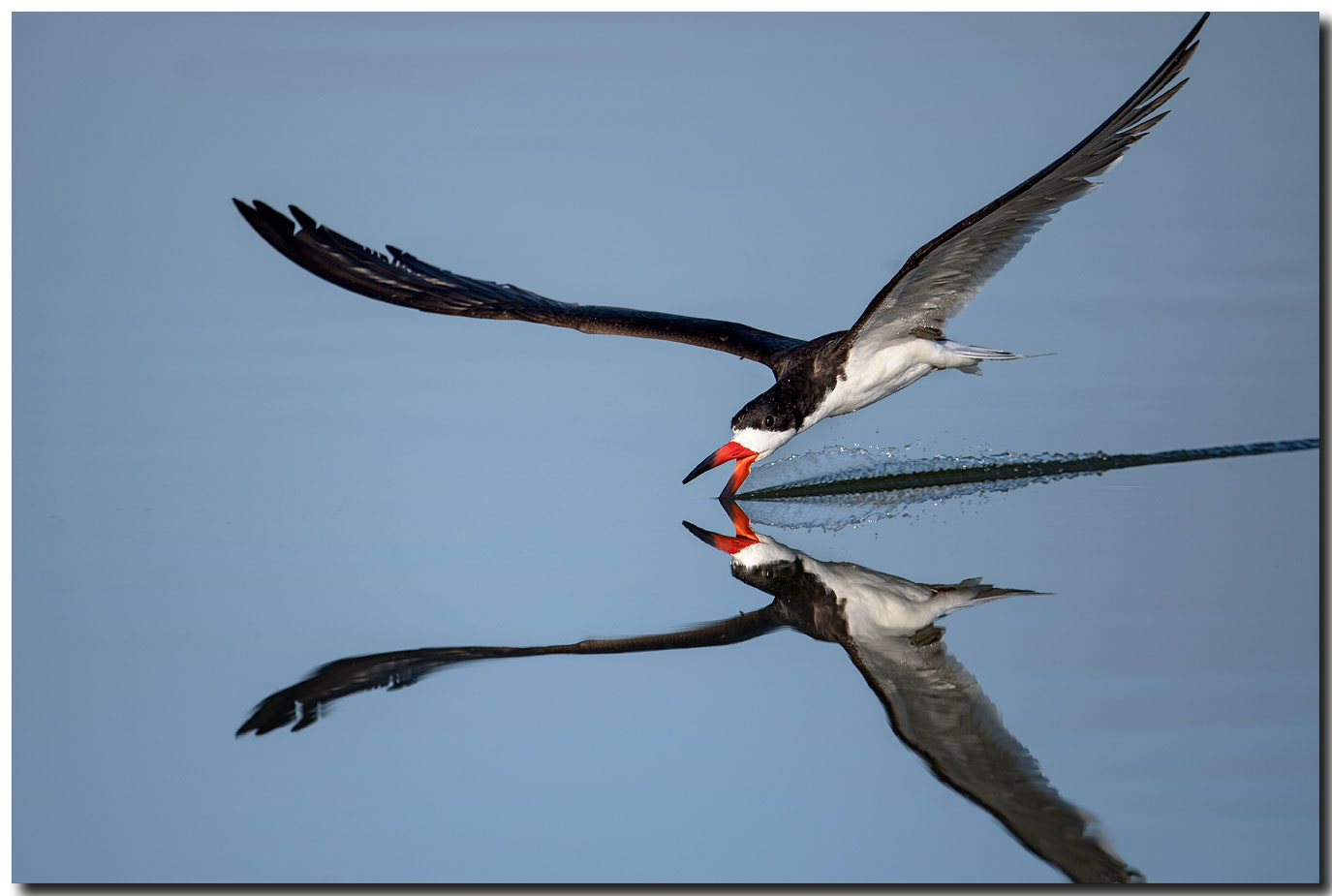 Nikon AF-S Nikkor 600mm F4E FL ED VR sample photo. Dsc photography
