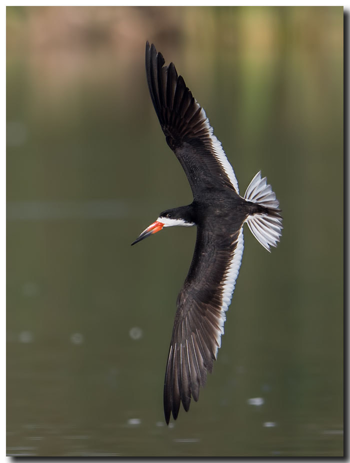 Nikon AF-S Nikkor 600mm F4E FL ED VR sample photo. Dsc photography