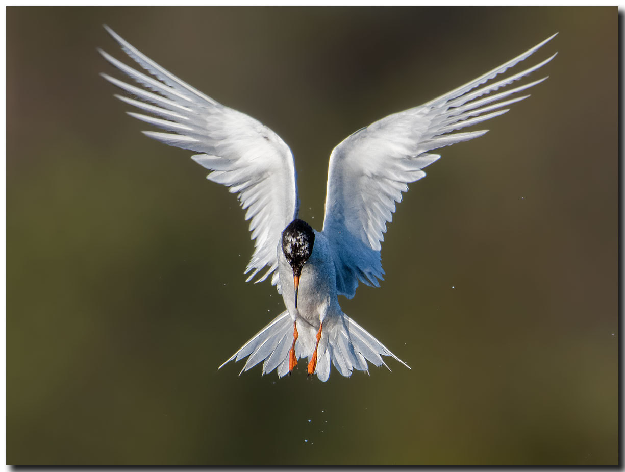 Nikon AF-S Nikkor 600mm F4E FL ED VR sample photo. Dsc photography