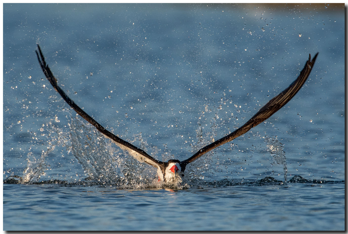 Nikon AF-S Nikkor 600mm F4E FL ED VR sample photo. Dsc photography