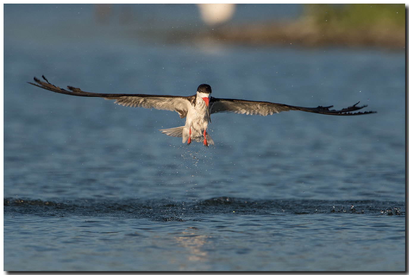 Nikon AF-S Nikkor 600mm F4E FL ED VR sample photo. Dsc photography