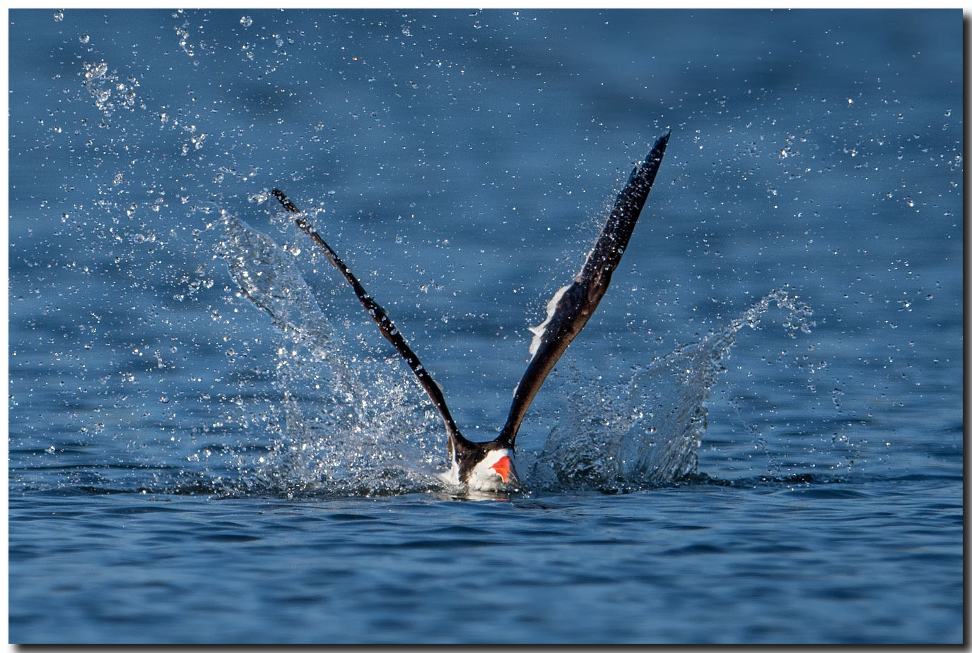 Nikon AF-S Nikkor 600mm F4E FL ED VR sample photo. Dsc photography