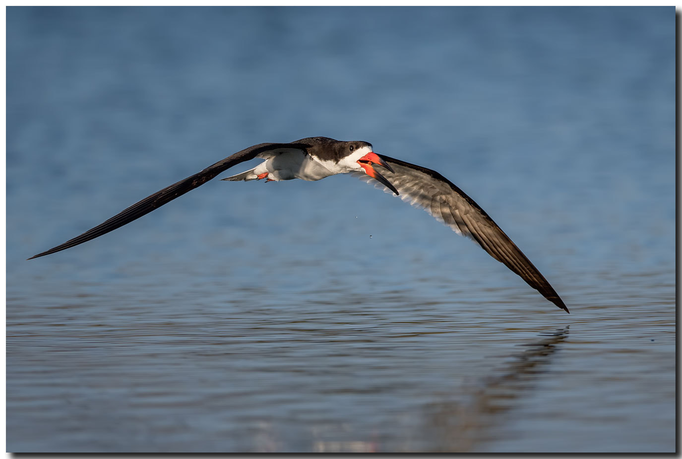 Nikon AF-S Nikkor 600mm F4E FL ED VR sample photo. Dsc photography