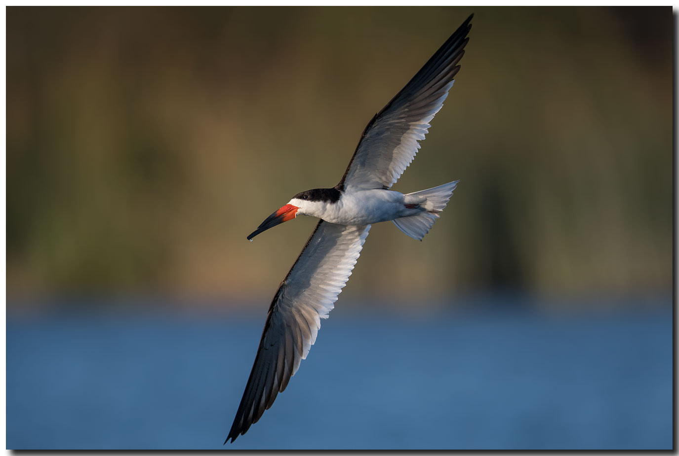 Nikon AF-S Nikkor 600mm F4E FL ED VR sample photo. Dsc photography