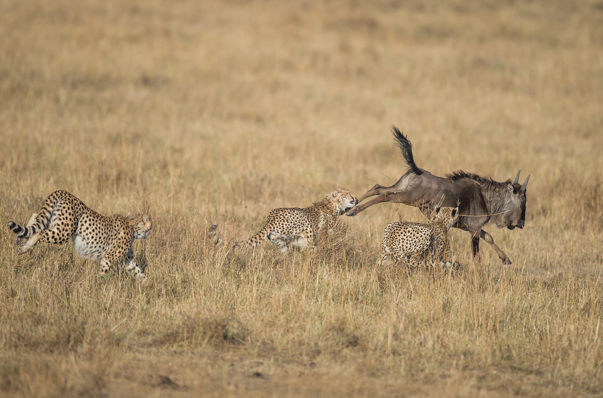 Nikon D4S + Nikon AF-S Nikkor 600mm F4G ED VR sample photo. Fighting to survive photography