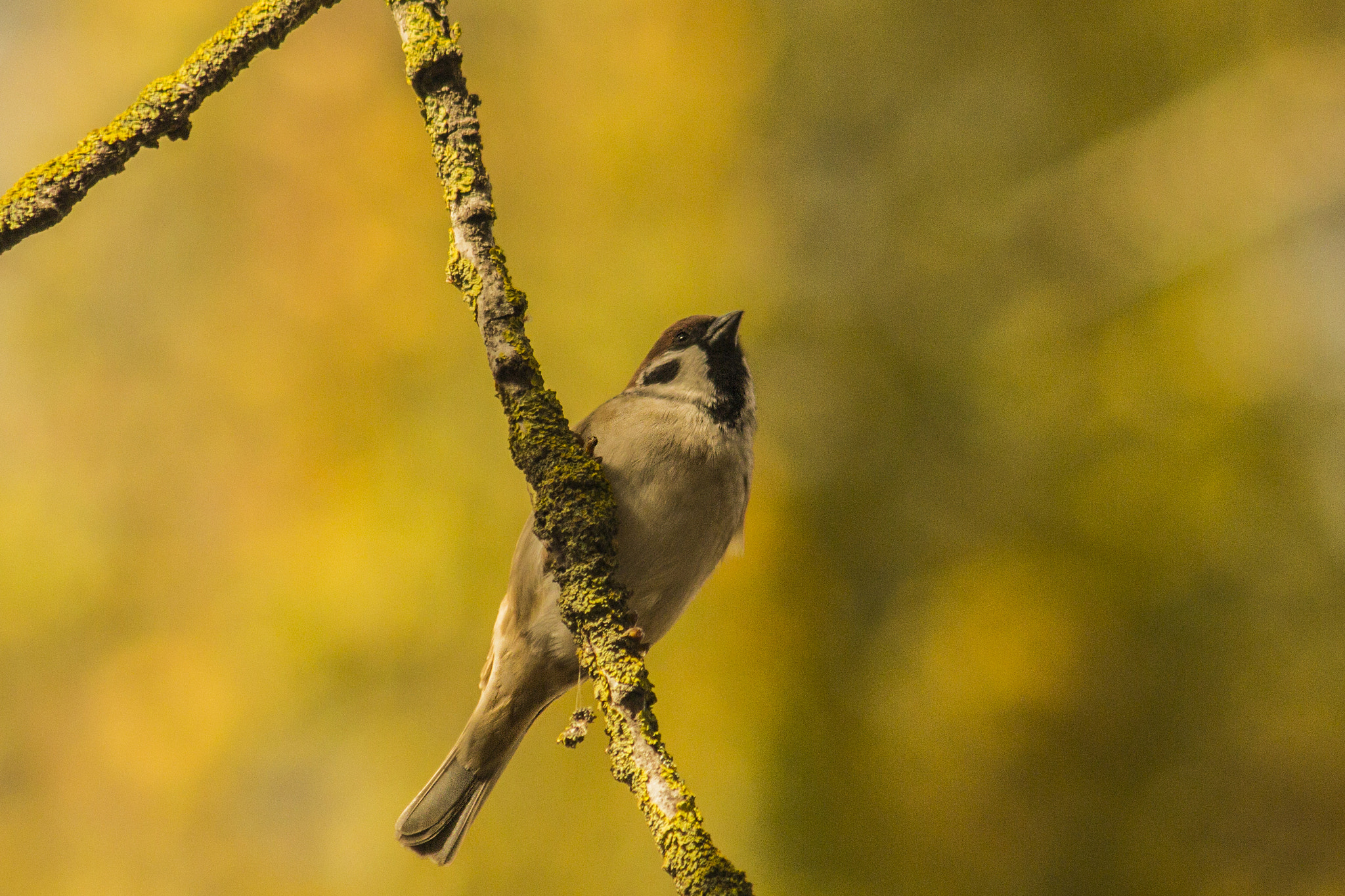 Canon EF 75-300mm F4.0-5.6 IS USM sample photo