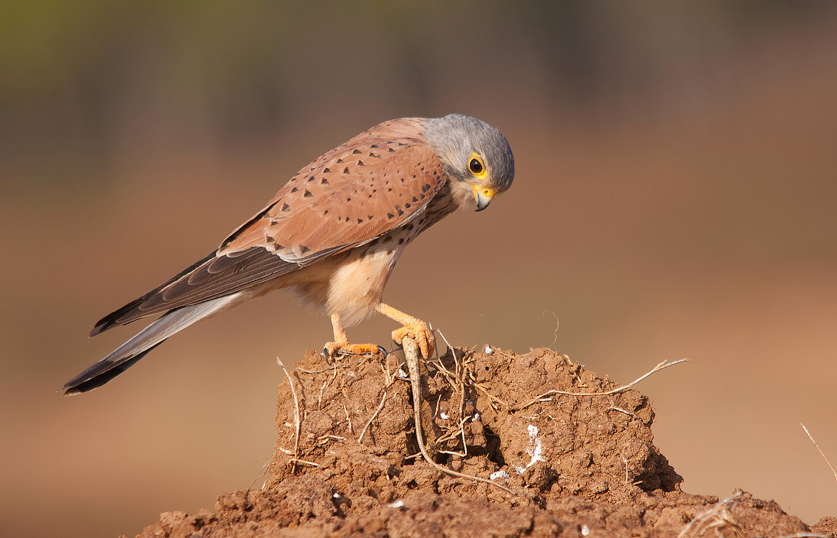 Sigma 150-500mm F5-6.3 DG OS HSM sample photo. Common kestrel - male photography
