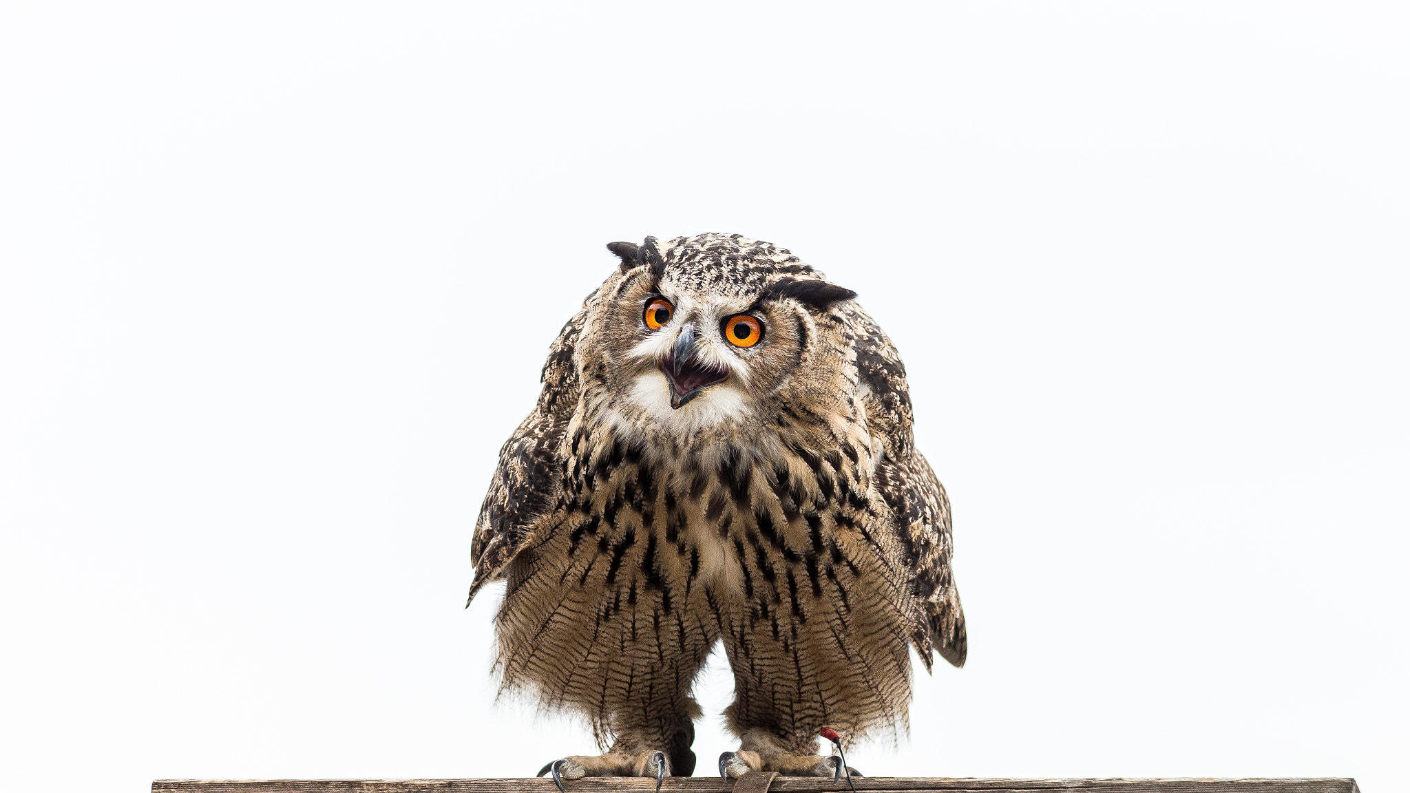 Canon EF 300mm F4L IS USM sample photo. Feeeeeeeeeed meeeeeeeee photography