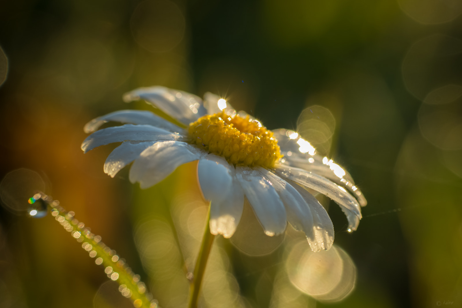 Sony SLT-A77 + Tamron AF 55-200mm F4-5.6 Di II LD Macro sample photo. Dew on daisy photography