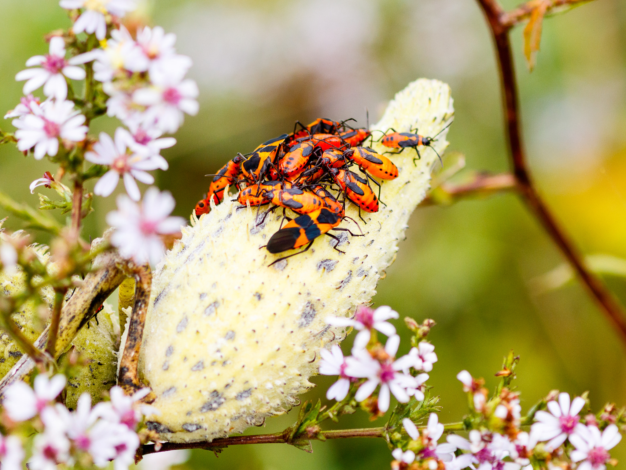 Canon EOS 7D Mark II sample photo. Milkweed bug nymphs photography