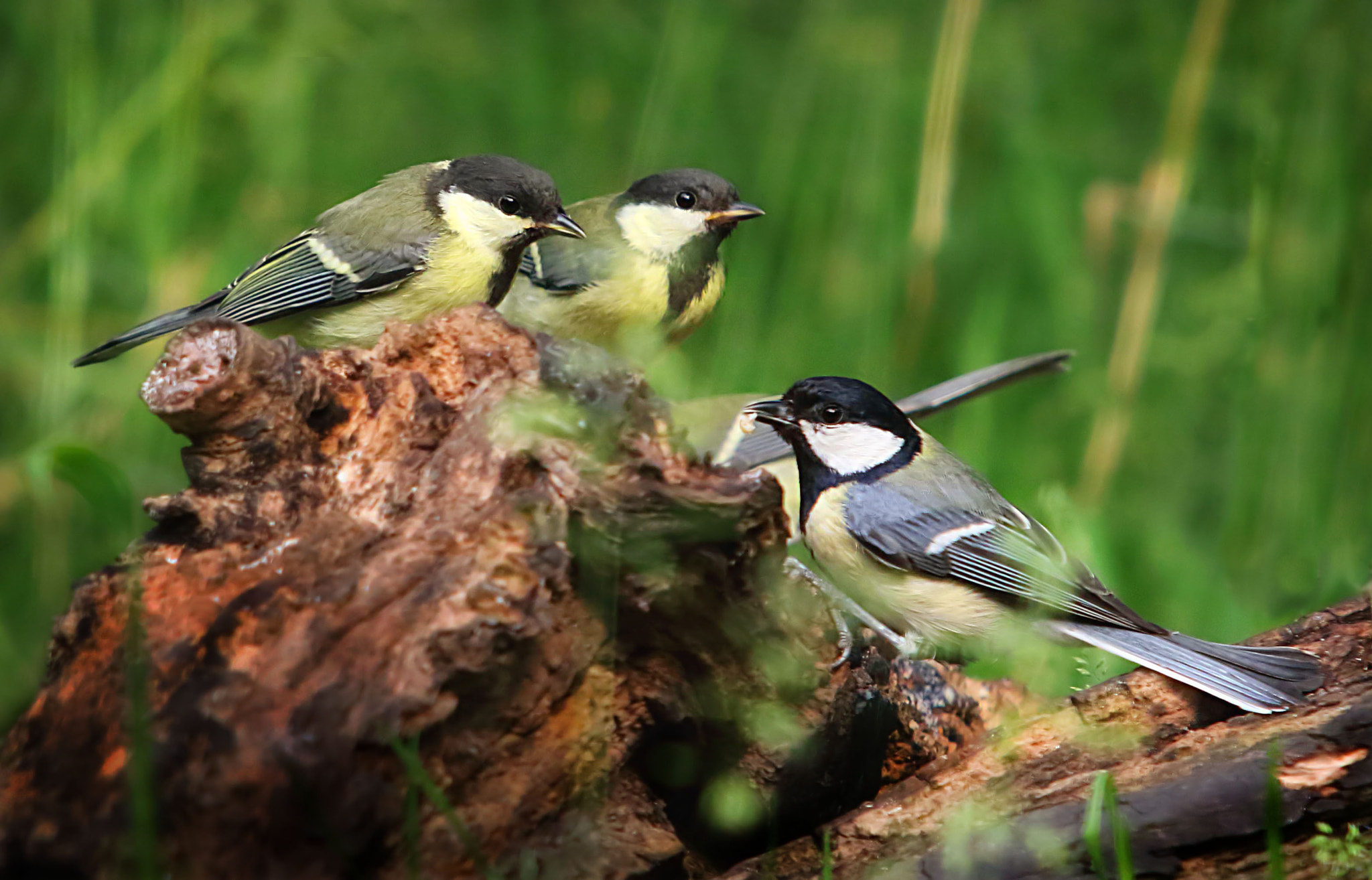 Canon EOS 7D Mark II + Canon EF 70-200mm F2.8L USM sample photo. Family portrait photography