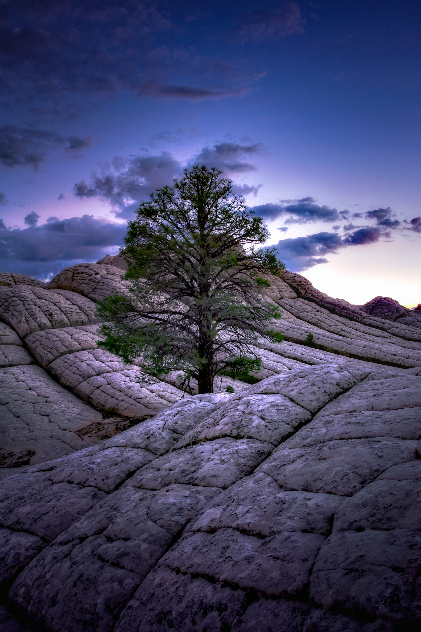 Canon EF-S 17-55mm F2.8 IS USM sample photo. Lone tree of white pockets photography