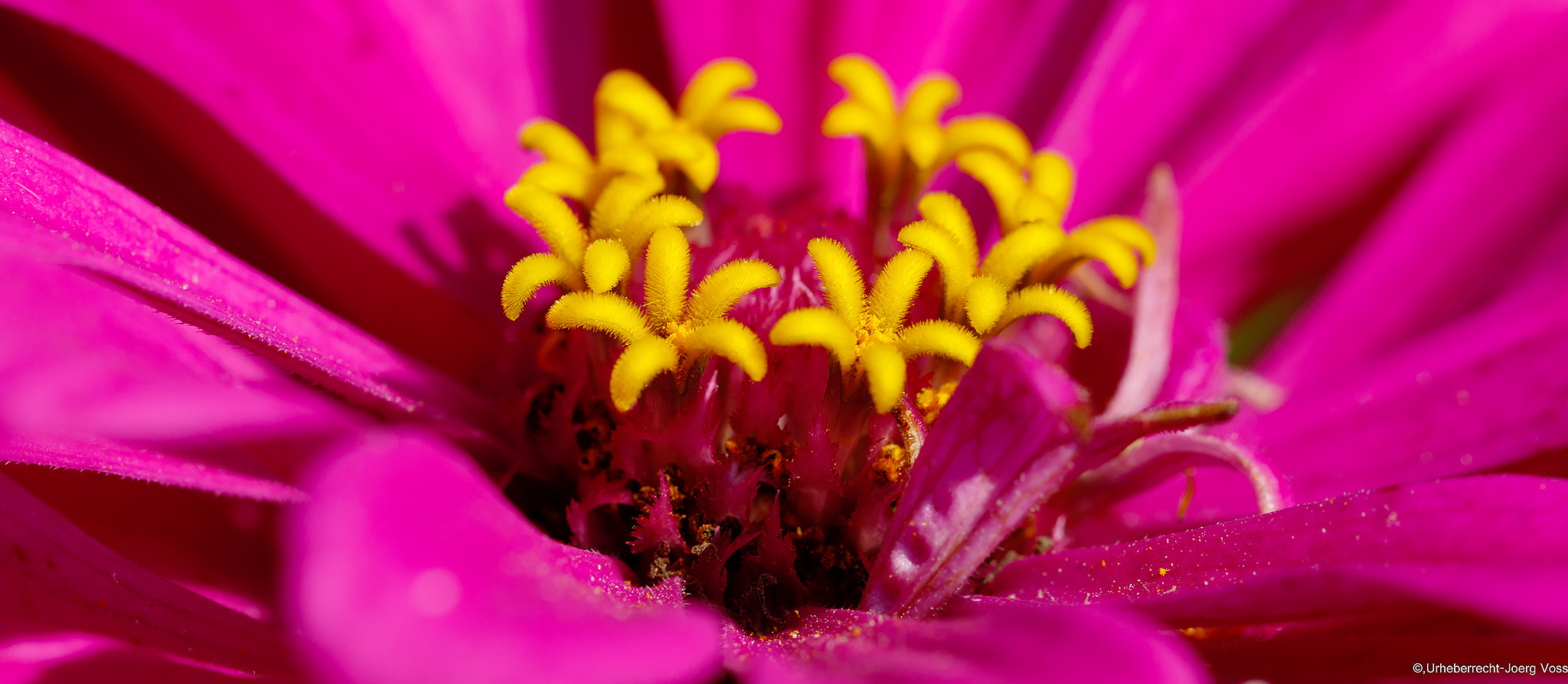 Canon EF 100mm F2.8L Macro IS USM sample photo. Getting closer... photography