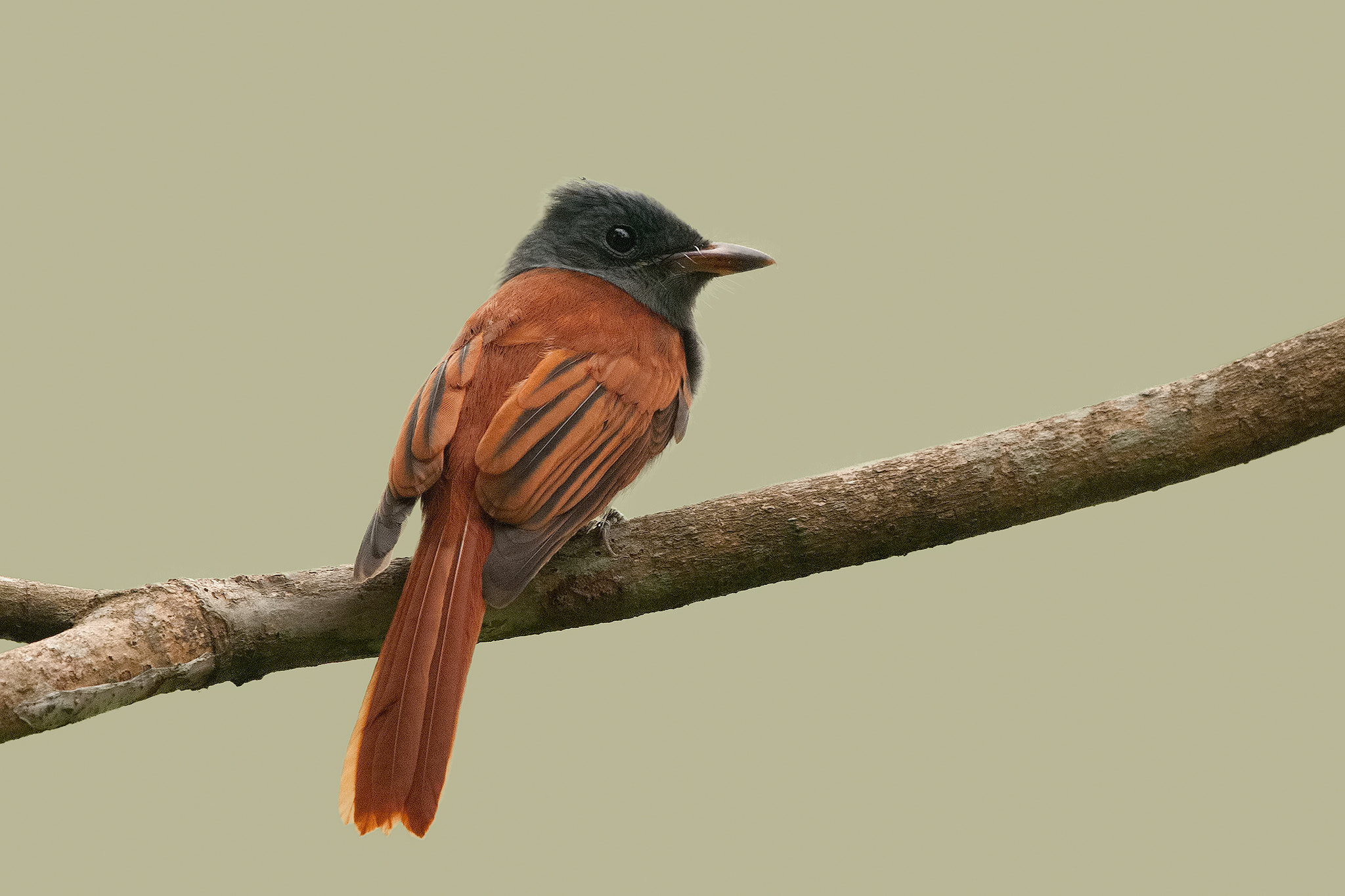 Nikon D300S + Nikon AF-S Nikkor 500mm F4G ED VR sample photo. Asian paradise flycatcher photography