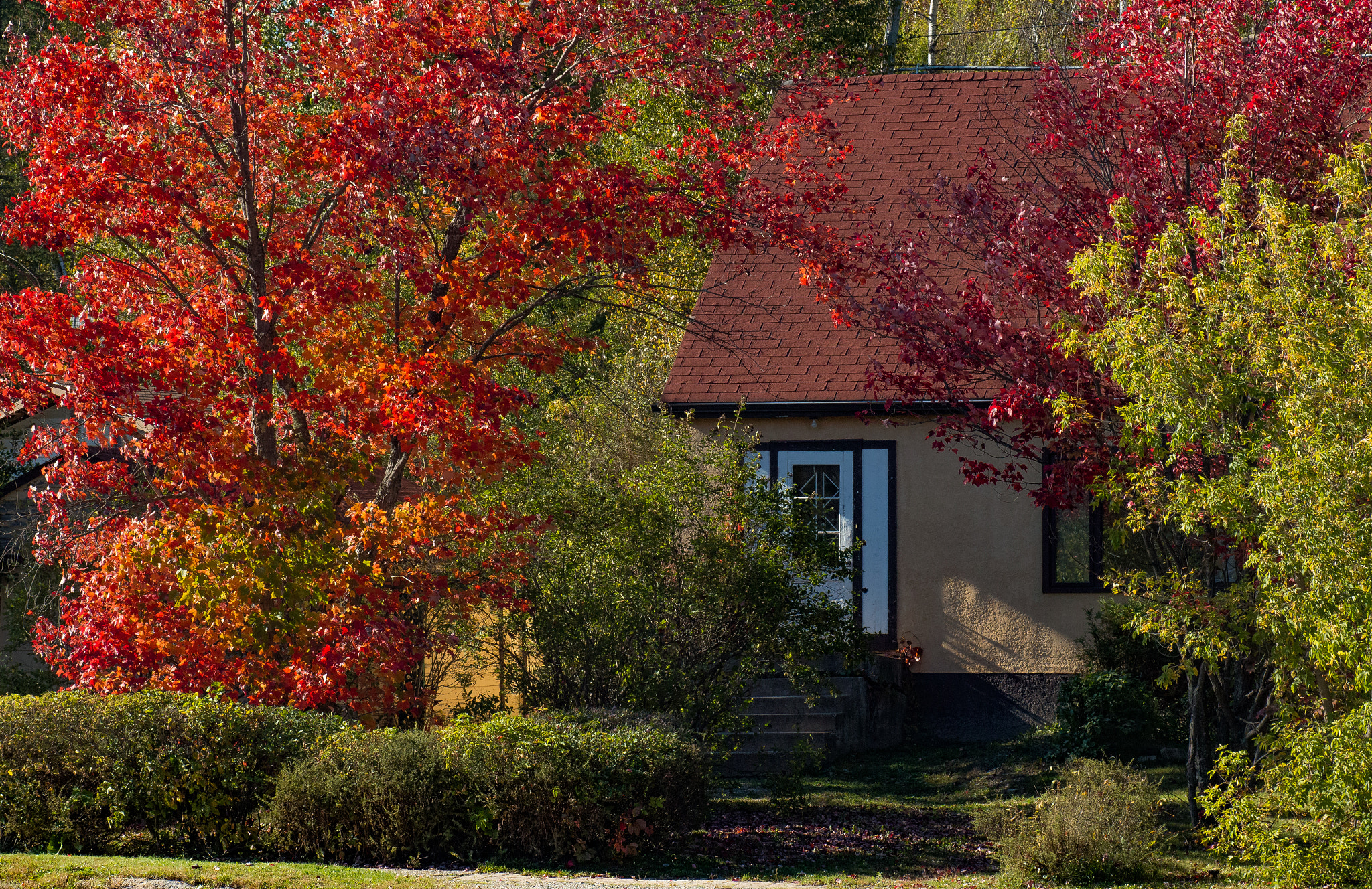 Canon EOS 70D + Tamron SP AF 90mm F2.8 Di Macro sample photo. Surrounded in autumn photography