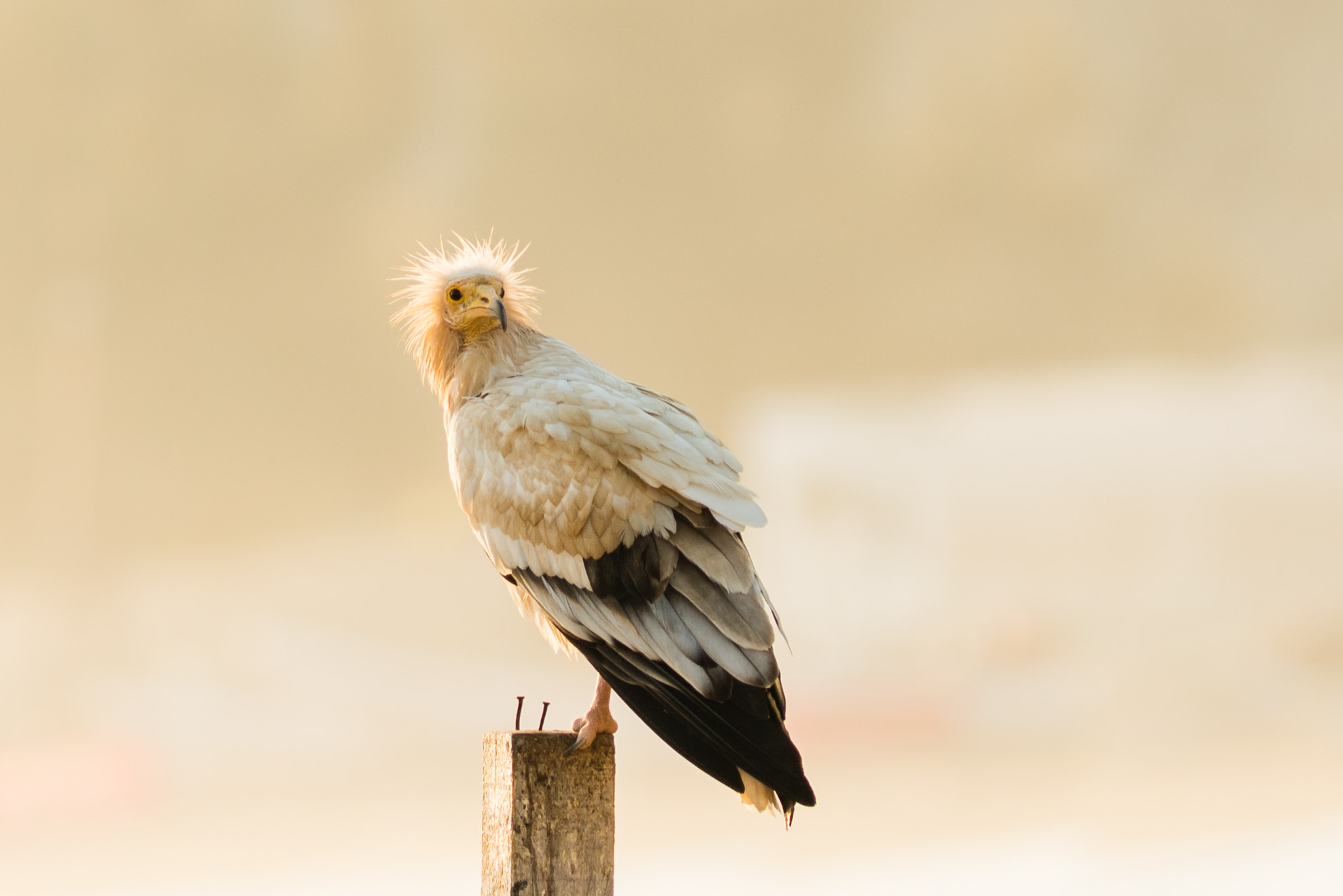 Sony a7R II + Canon EF 400mm F5.6L USM sample photo. Sunbath photography