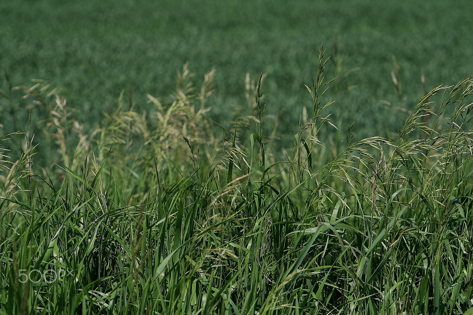 Canon EF 55-200mm F4.5-5.6 II USM sample photo. Field of green photography