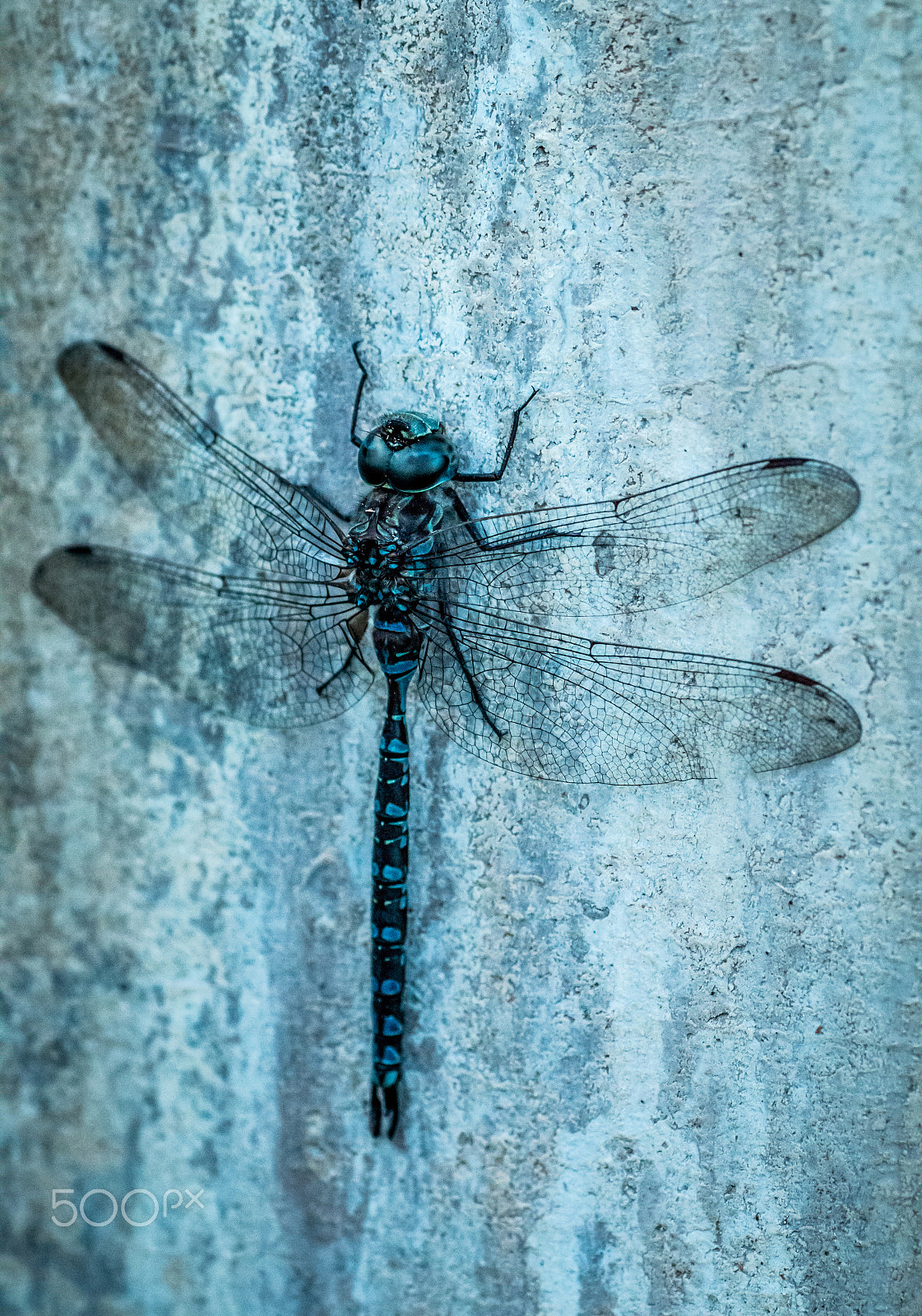 Canon EOS 70D sample photo. Dragonfly in blue photography