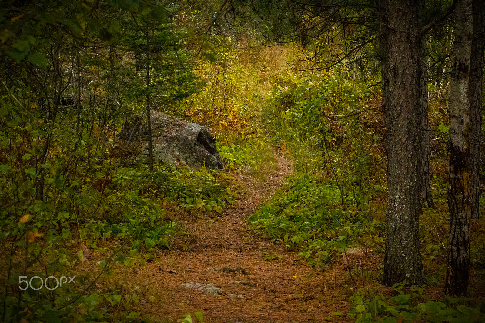 Canon EF 55-200mm F4.5-5.6 II USM sample photo. Fall forest photography