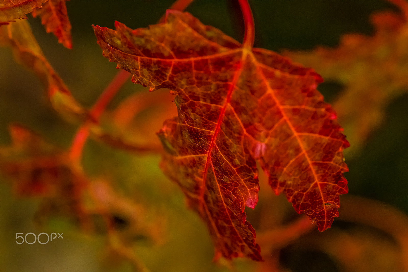 Tamron SP AF 90mm F2.8 Di Macro sample photo. In the red photography