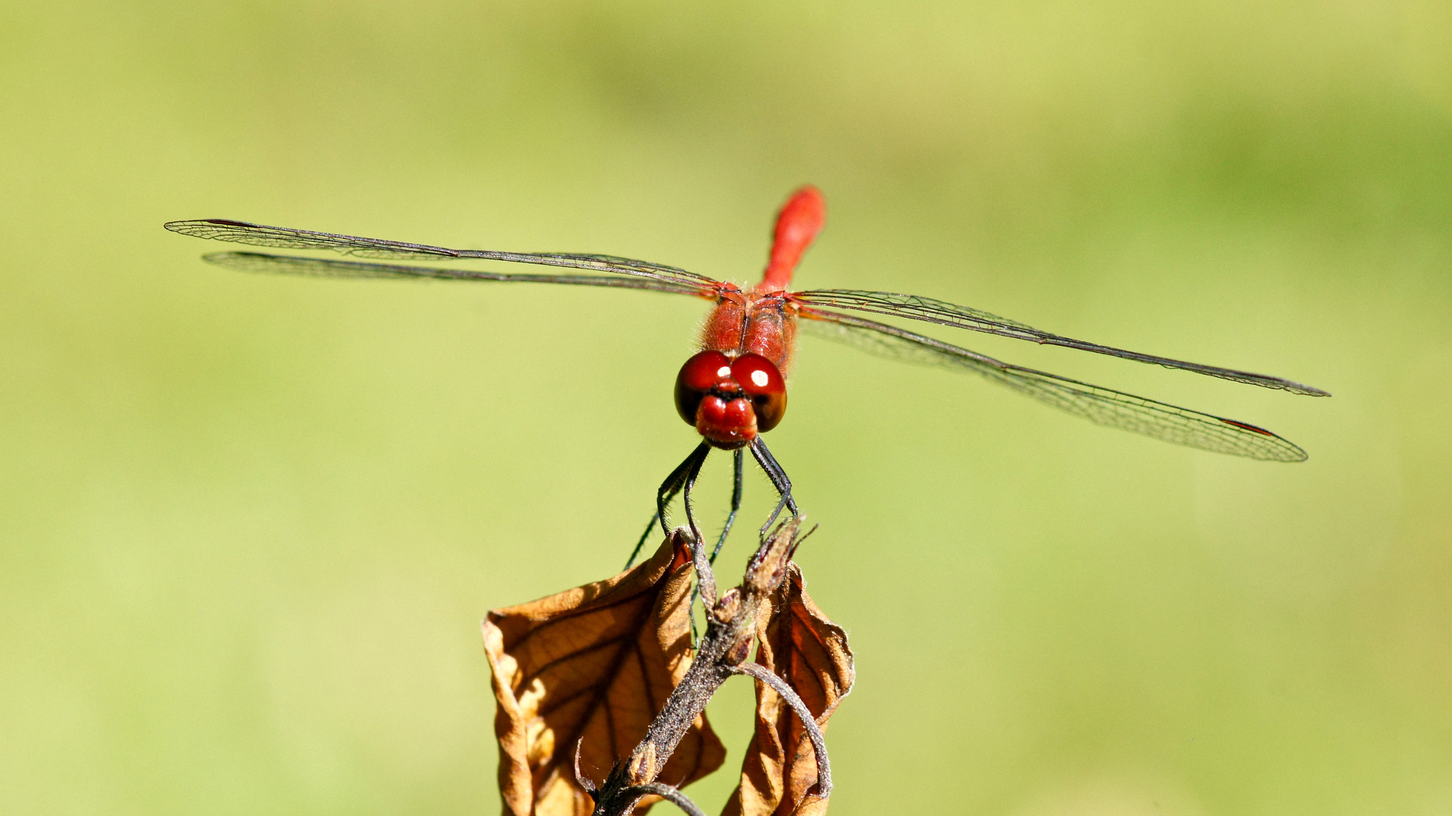 Sony SLT-A55 (SLT-A55V) + Sony 100mm F2.8 Macro sample photo. Libellule photography