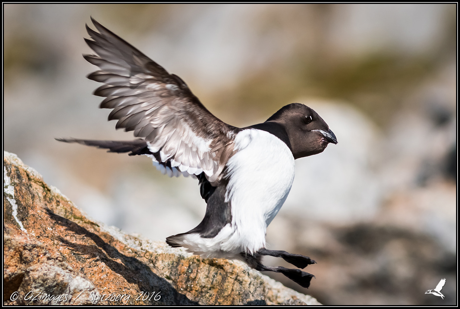 Canon EOS 70D sample photo. Mergule nain / little auk photography