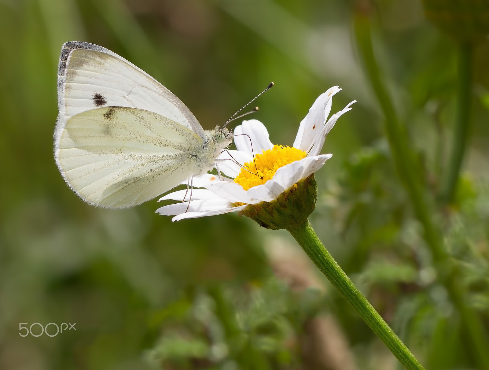 Canon EOS 7D + Canon EF 100mm F2.8L Macro IS USM sample photo. *** photography