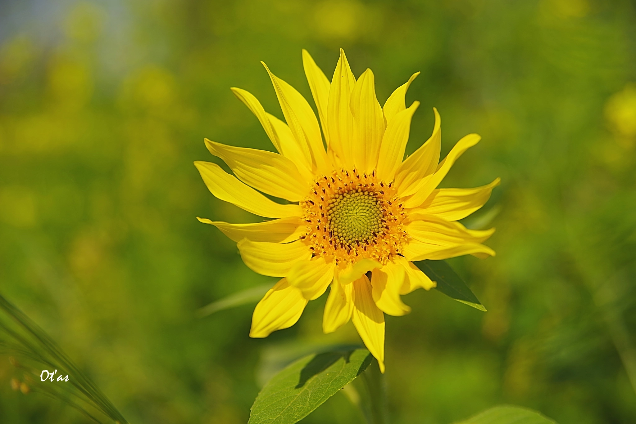 Tamron AF 28-75mm F2.8 XR Di LD Aspherical (IF) sample photo. Sunflower  vi photography
