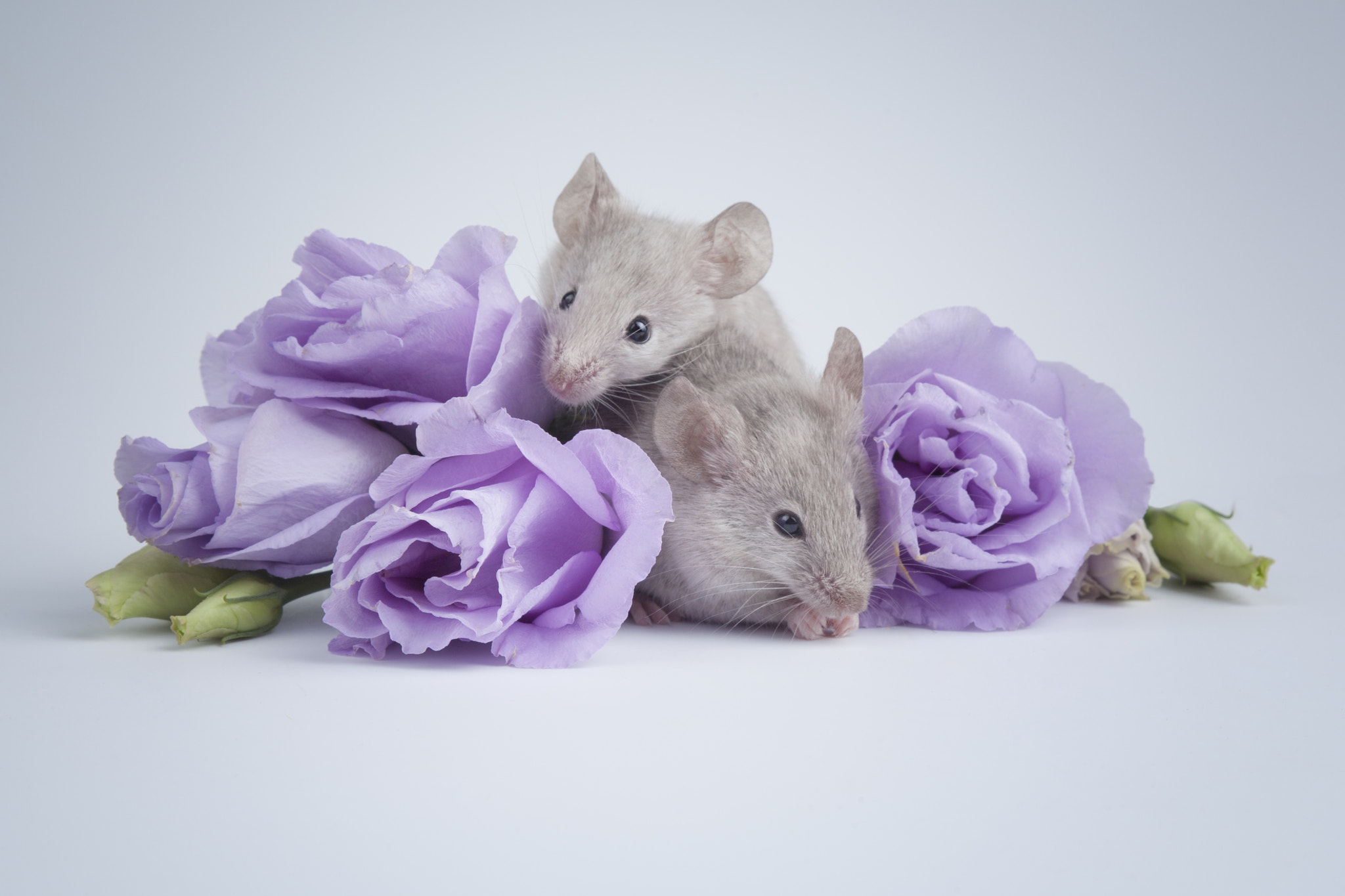Canon EF 28-105mm f/3.5-4.5 USM sample photo. Purple lisianthus photography