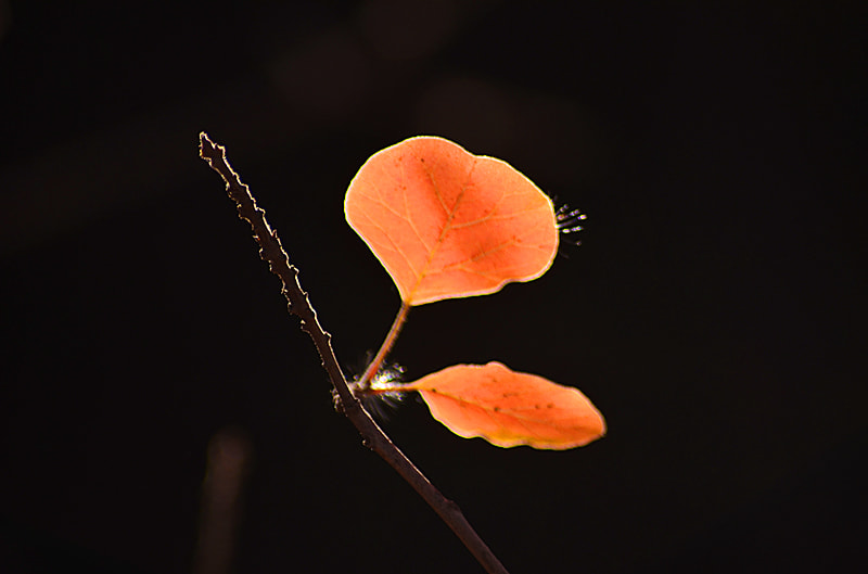 AF Zoom-Nikkor 80-200mm f/4.5-5.6D sample photo. Maple leaves photography