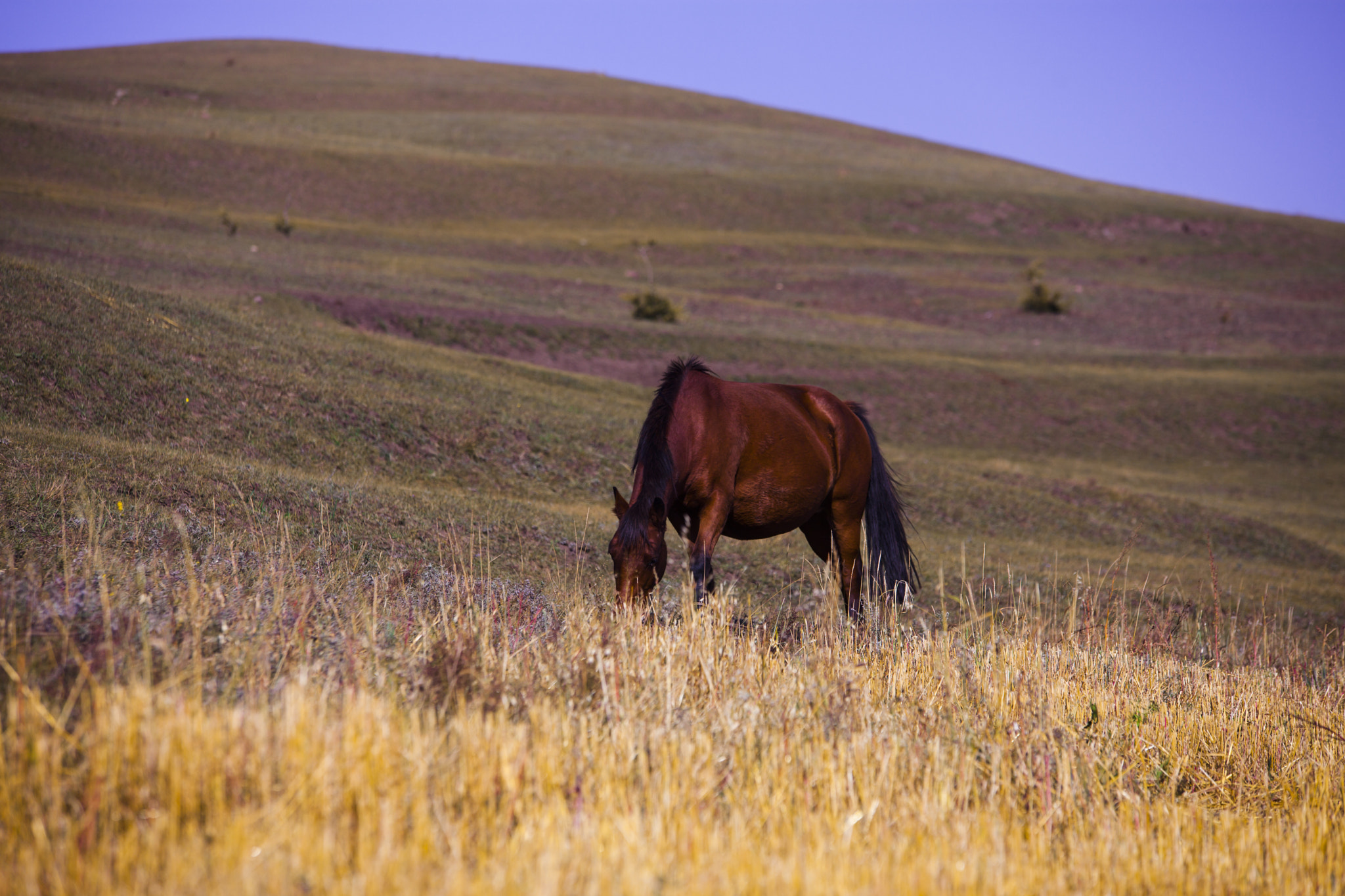 Sigma 70-200mm F2.8 EX DG OS HSM sample photo. Horse photography