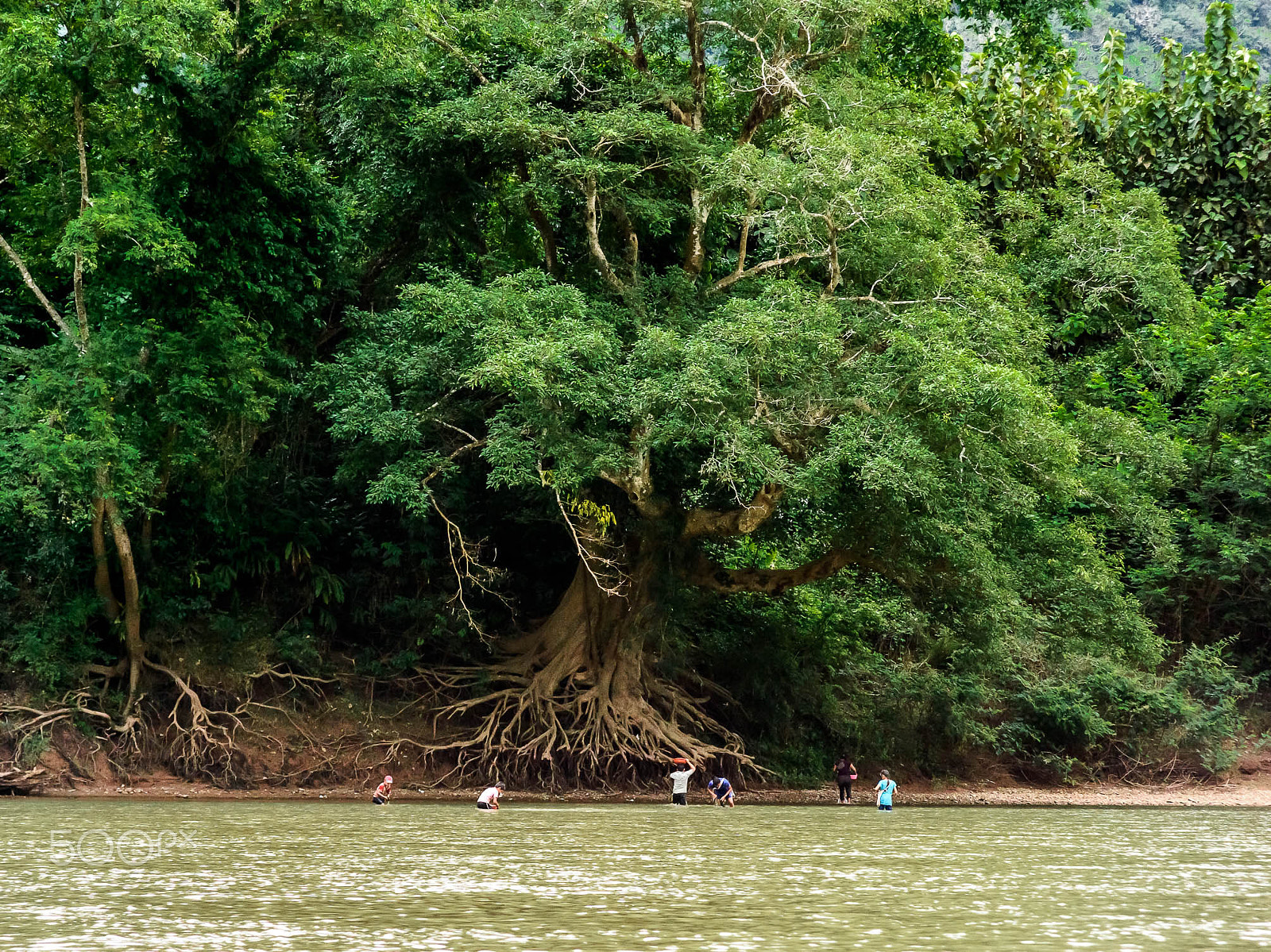 Nikon Df + AF Zoom-Nikkor 24-120mm f/3.5-5.6D IF sample photo. Living under the tree photography