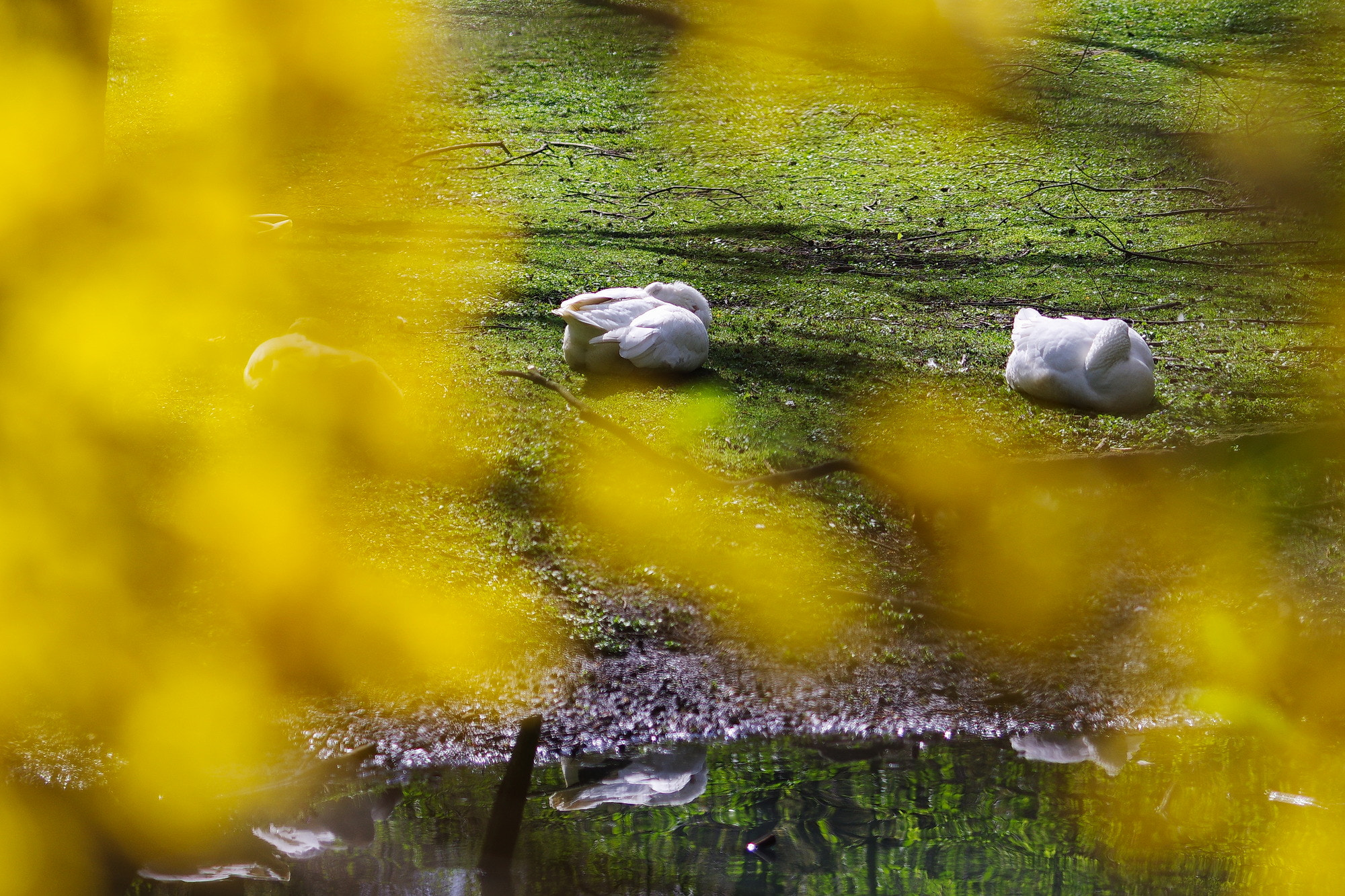 Pentax K-3 + smc PENTAX-DA L 50-200mm F4-5.6 ED sample photo. Dreams photography