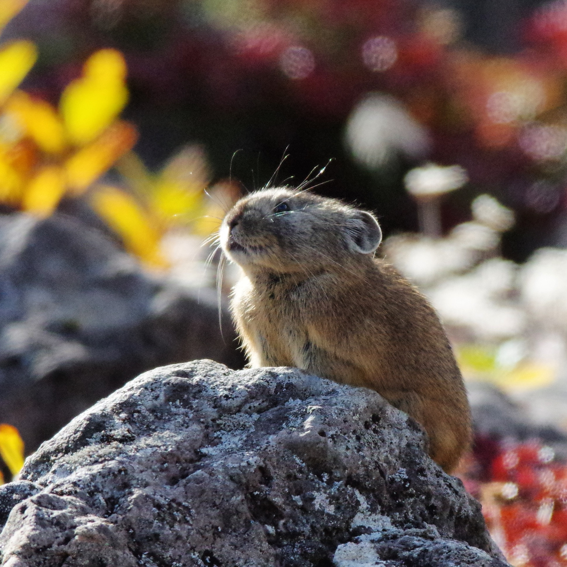 Pentax K-3 + A Series Lens sample photo. Pika daisetszannationalpark photography