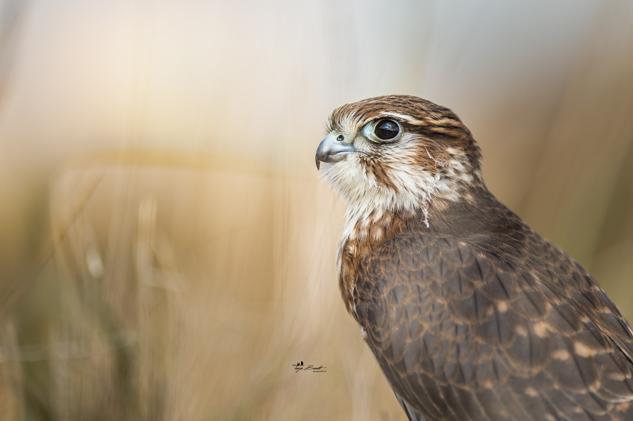 Nikon AF-S Nikkor 300mm F2.8G ED VR II sample photo. Der merlin photography