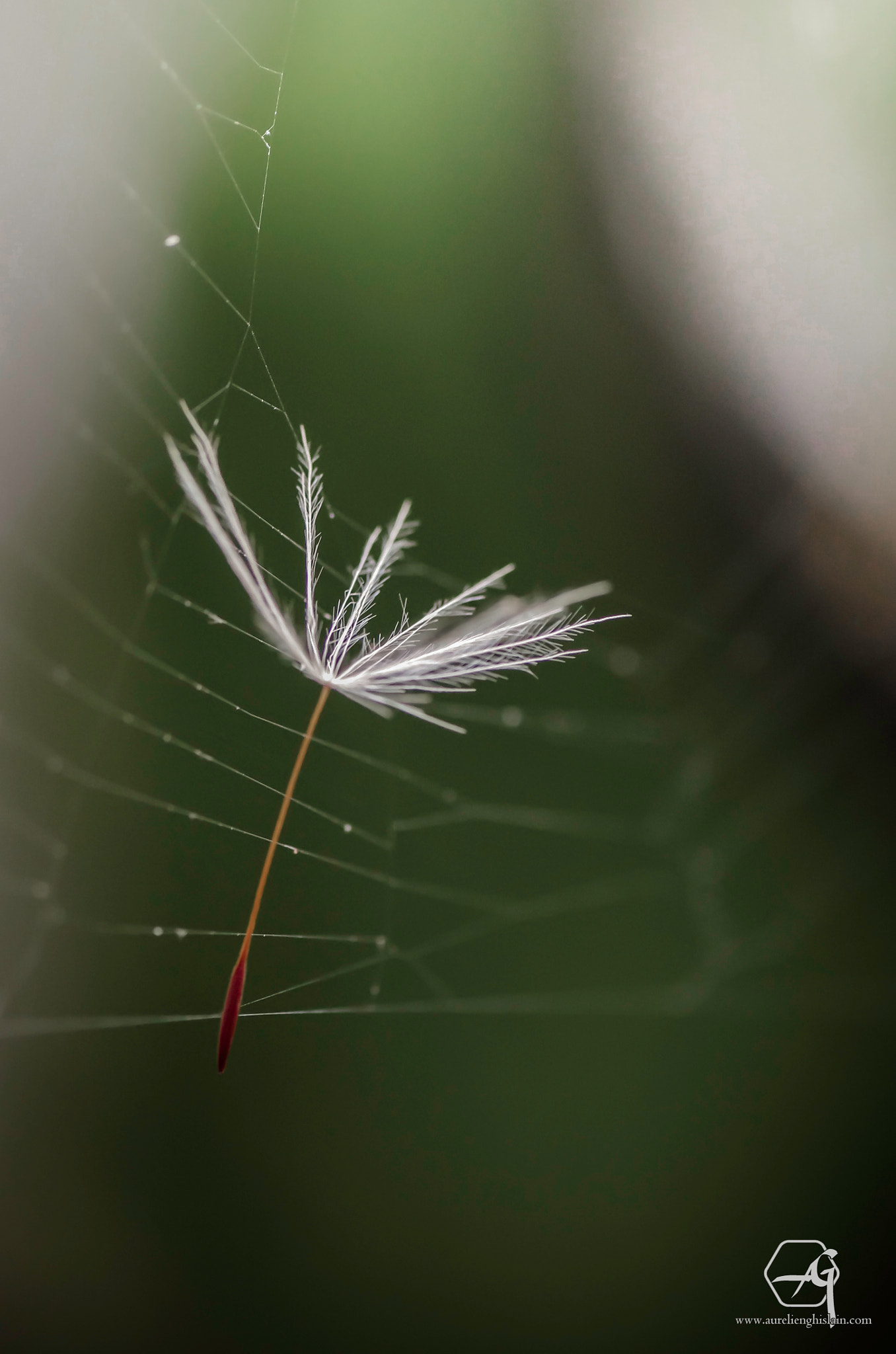 Pentax K-5 + Tamron SP AF 90mm F2.8 Di Macro sample photo. L'envolé photography