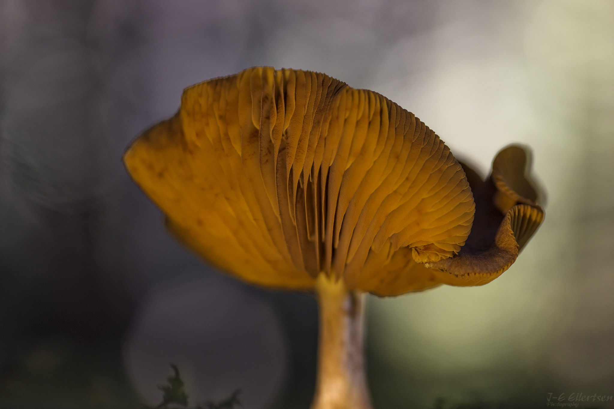 Canon EOS 6D + Sigma 105mm F2.8 EX DG Macro sample photo. Mushroom photography