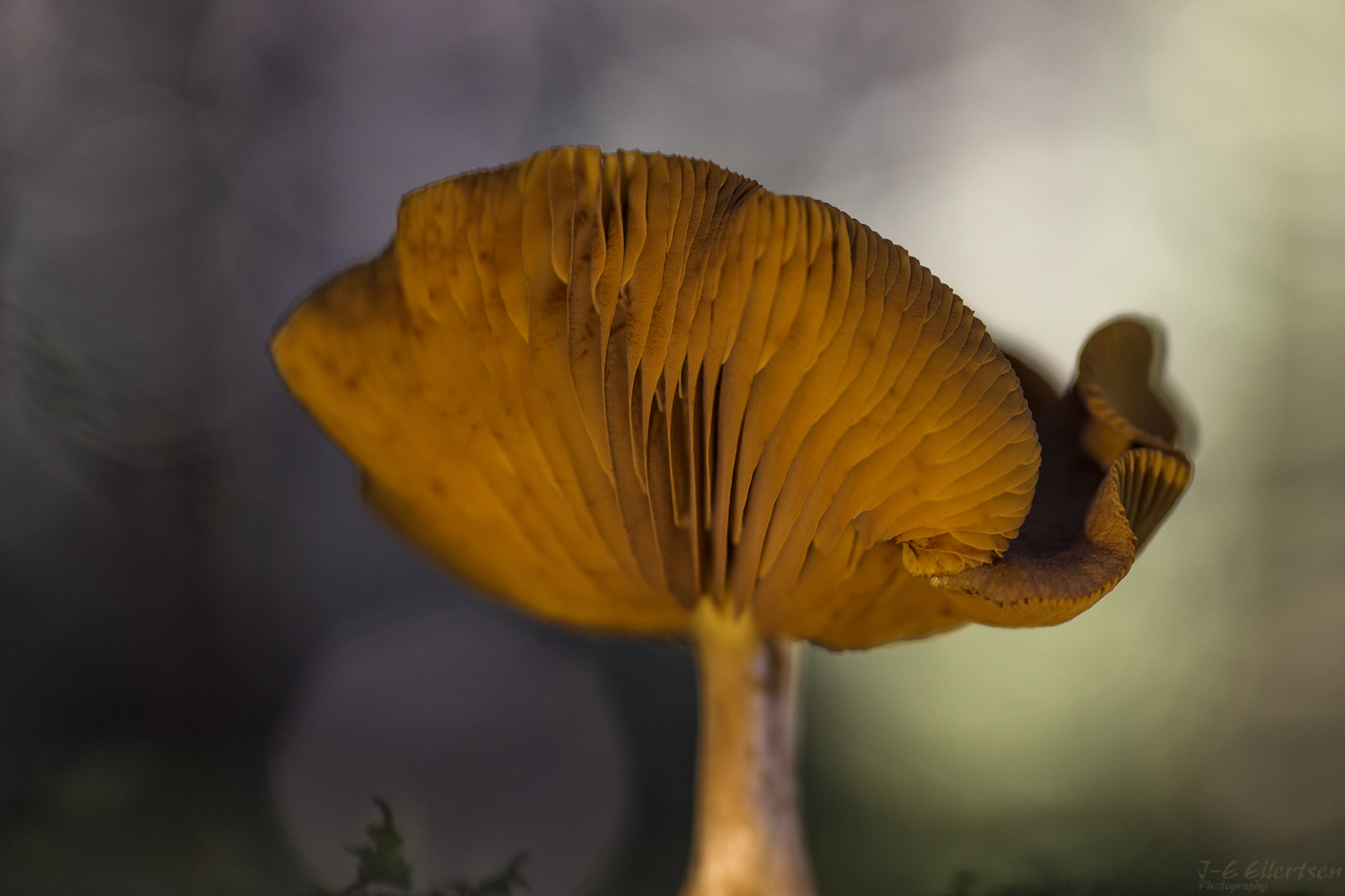 Canon EOS 6D sample photo. Mushroom photography